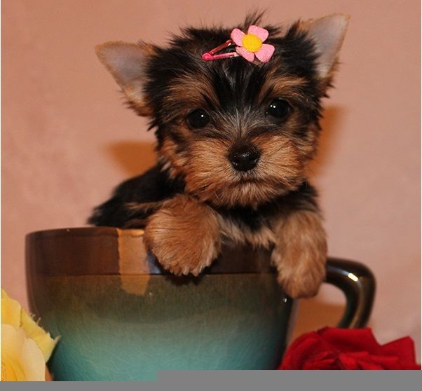 Female and male Yorkie puppies 