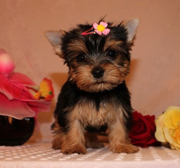 Female and male Yorkie puppies 