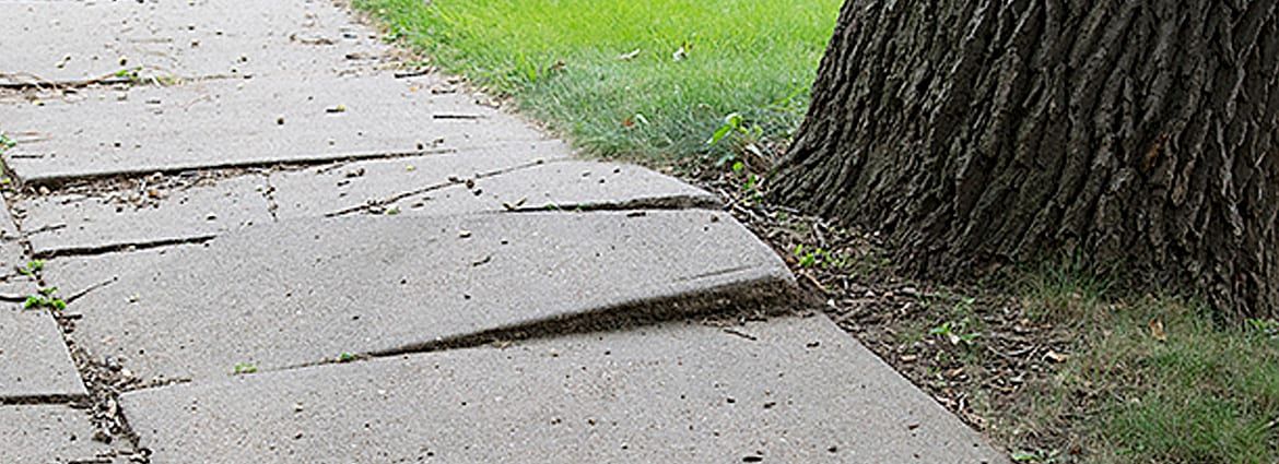 How to Prevent Tree Roots From Listing the Sidewalk
