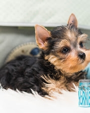 Yorkie puppies for rehoming 
