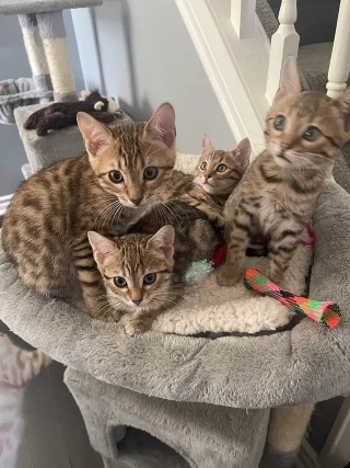 Gorgeous Bengal Kittens Ready For Loving Homes F7 Lineage