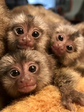 Tiny Finger Marmoset Monkey Babies
