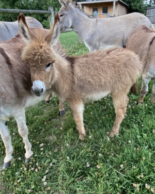  Lovely Male/Female Miniature Donkey For Sale