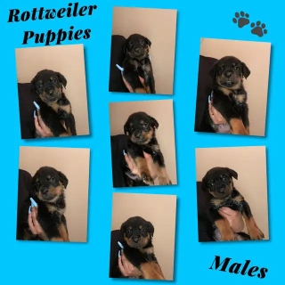 Rottweiler Puppies - Ready For New Home ASAP
