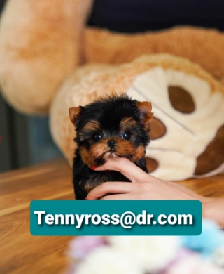 Teacup Yorkies Puppies Buy email: (Tennyross@dr.com) 