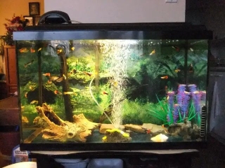 Fishes and fish tank