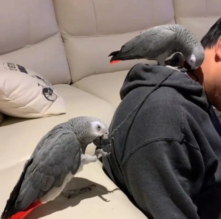 Fully Hand Reared  African Grey Talking Parrots.