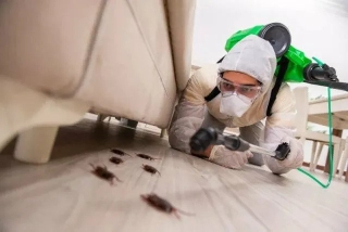 Best Summer Promo-Pest Control,Exterminator-Bed bugs,roaches