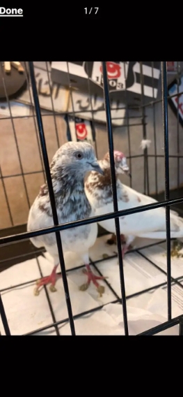 Beautiful breeding pair high flyer pigeons