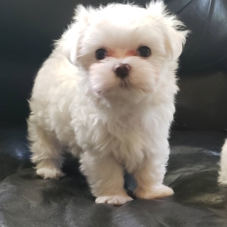 Maltese puppies for rehoming