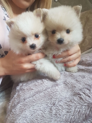 Snow-White Pomeranian Puppies
