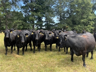60 black Angus bred cows for sale