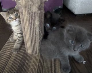 HYPOALLERGENIC- RUSSIAN BLUE $500Adorable New Born Baby- KittenS