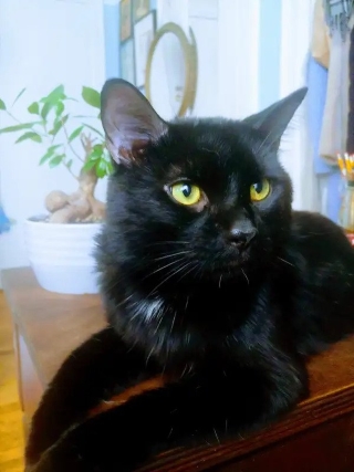 Free 2 year old rescue black male cat
