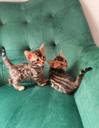 Beautiful Bengal kittens