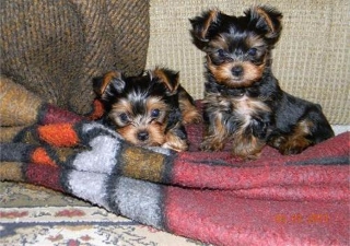 Pure Teacup Yorkie Puppies Available