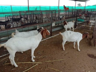 Boer Goats Available Males/Females