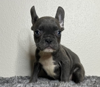 registered French Bulldog puppies